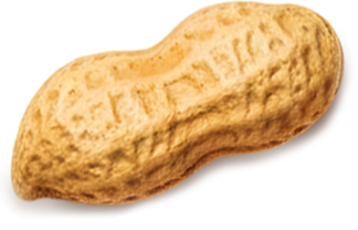 Fıstık dekorasyonu